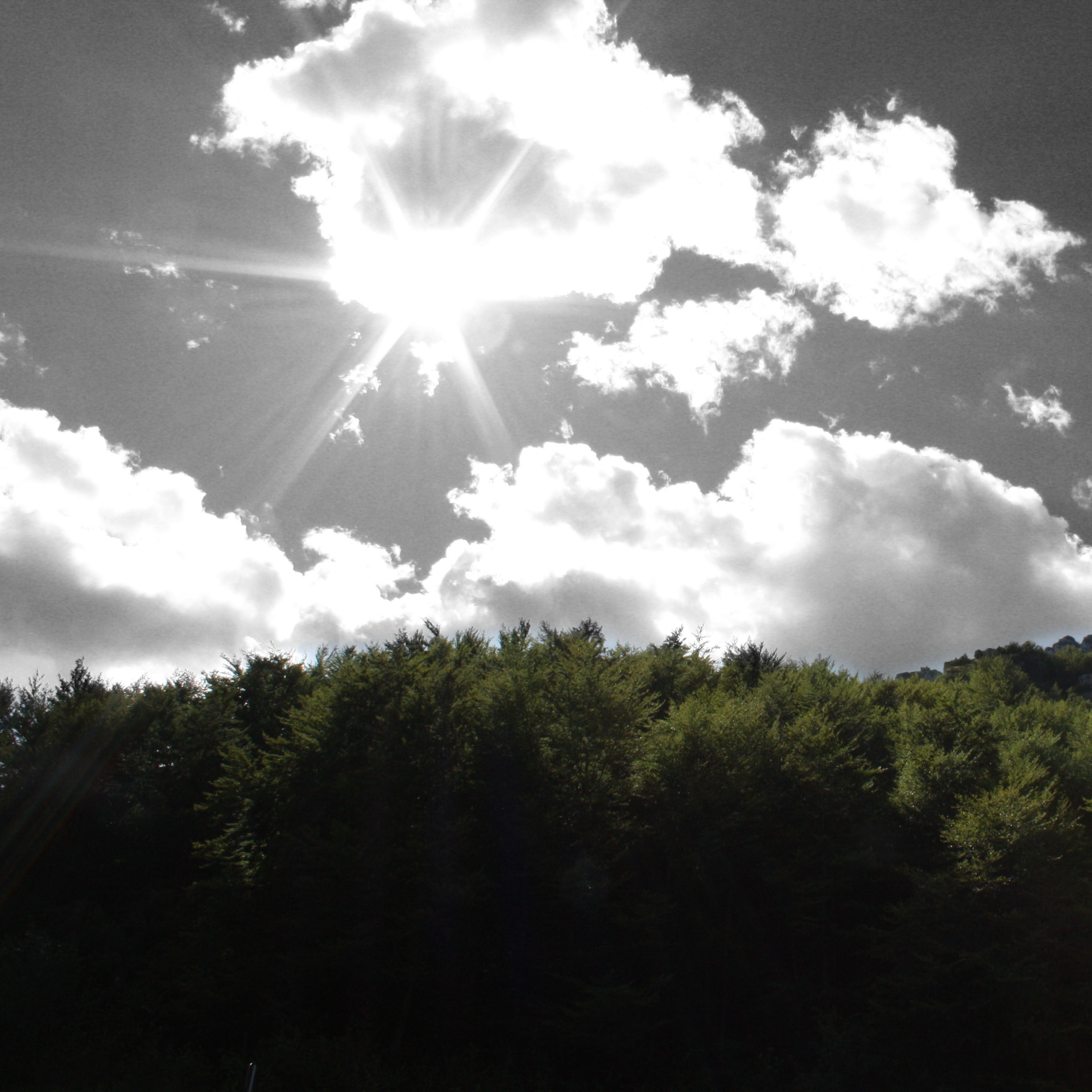 sole